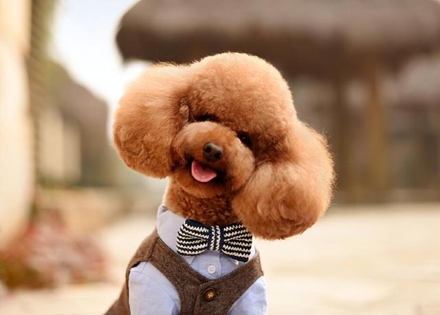 什么小型犬最聪明，三种最聪明的狗狗（非常适合“新手”饲养）