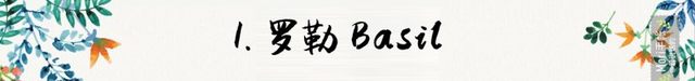 迷迭香是什么，西餐中常用的15种香料和香草（迷迭香是什么时候出的）