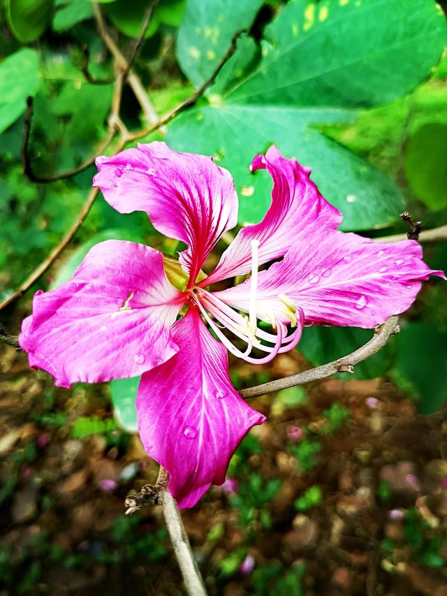 紫荆花代表什么，紫荆花代表什么精神（紫荆花的花语是亲情）