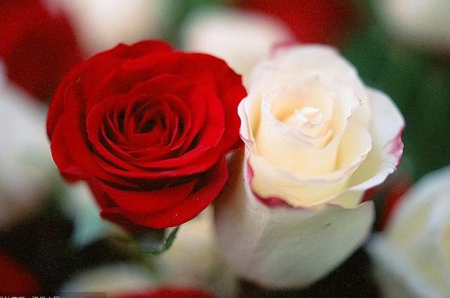 白玫瑰与红玫瑰，白玫瑰和红玫瑰的区别（《红玫瑰与白玫瑰》）