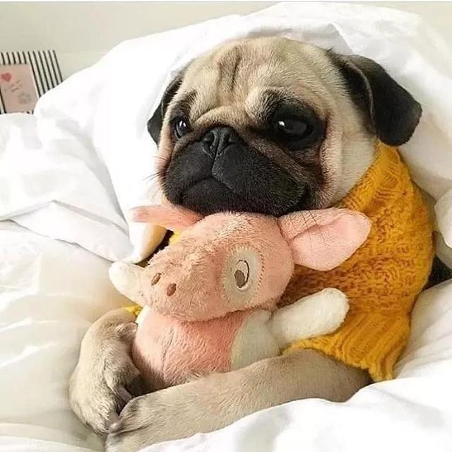 巴哥犬图片，巴哥犬为什么不建议养（博美犬图片）