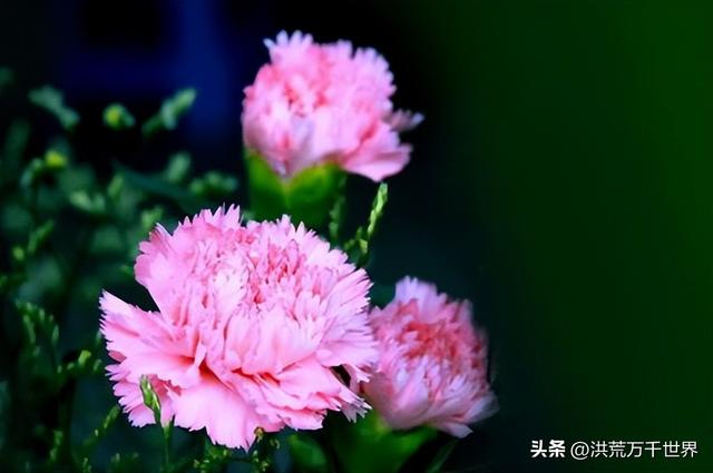 白杜鹃花语，白花杜鹃花语（300种花的寓意和花语）