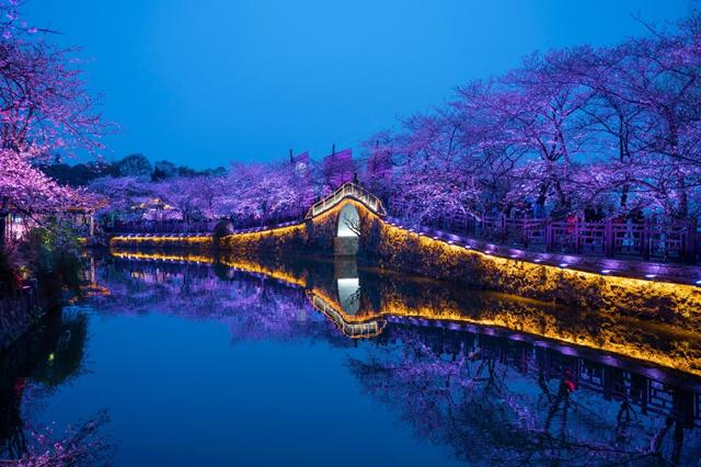 相约无锡太湖鼋头渚樱花季，赴鼋头渚来一场樱花的春日约会