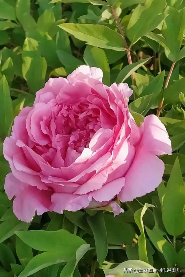 红玫瑰背景图，红玫瑰背景图ins（一朵朵玫瑰花绽放美丽的容颜）