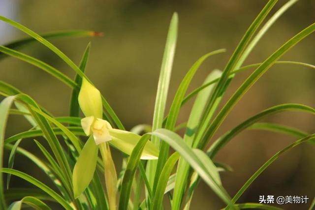 空谷幽兰的意思，空谷幽兰是什么意思（幽兰，清雅）