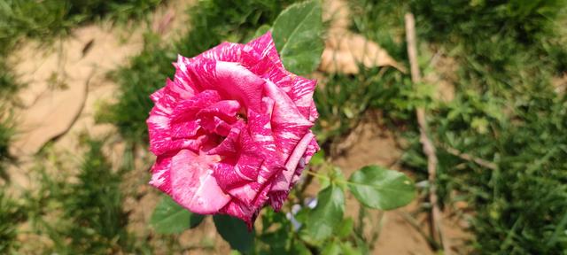 免打扰模式怎么设置，手机免打扰模式在哪里设置（手机免打扰模式开启）