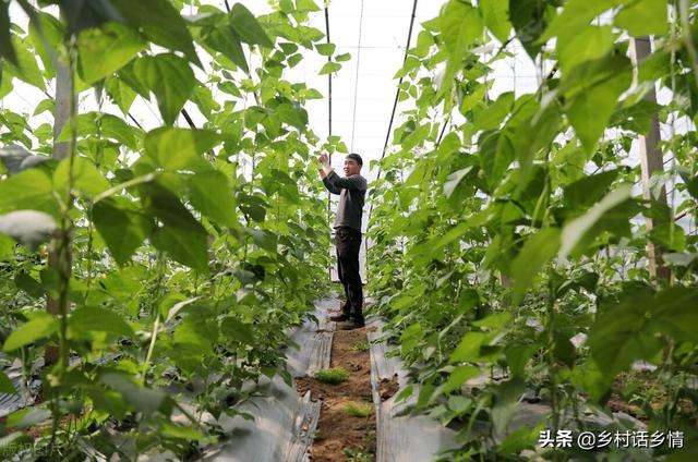 日常种菜的妙招，家庭种菜四个小妙招真神奇