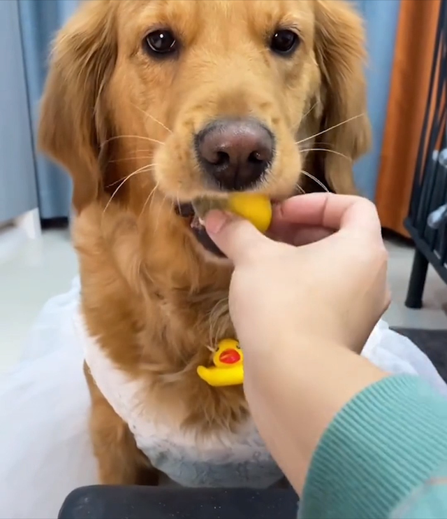 狗命一般怎么样，就是在拿“狗命”开玩笑