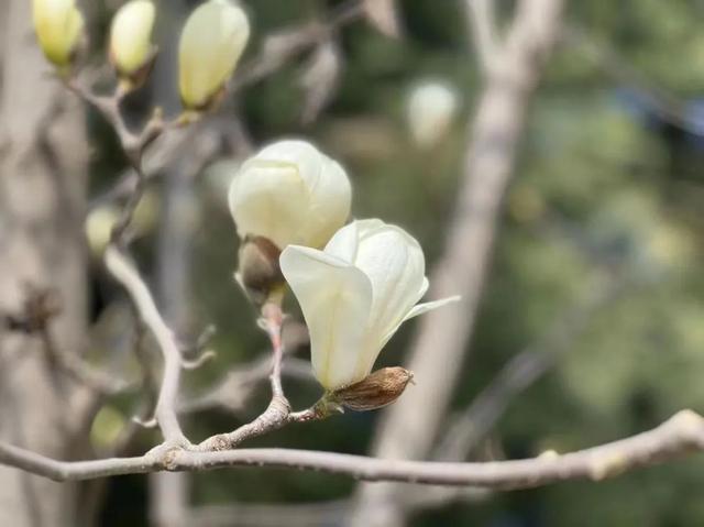 遇见最美的小镇，去针灸小镇赴一场玉兰之约~