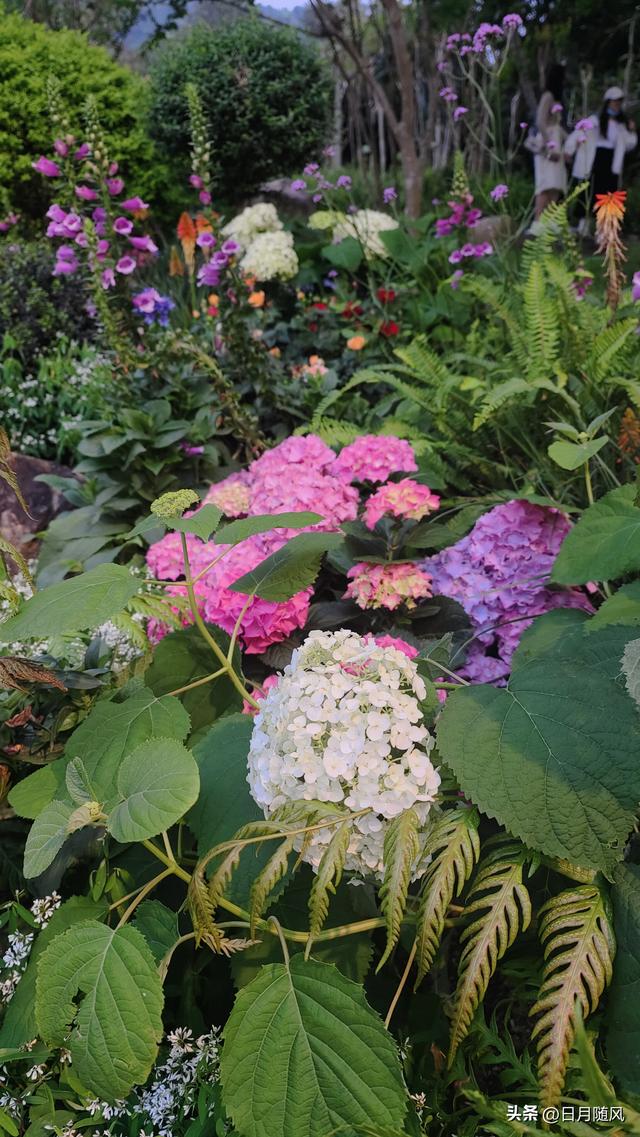 深圳市仙湖植物园，深圳仙湖植物园适合夏天逛吗（深圳仙湖植物园现场实拍图来了）