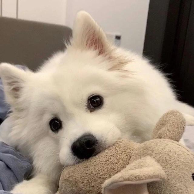 小动物头像可爱卡通，非常可爱的卡通小动物头像微信（壁纸小馆：萌宠头像）