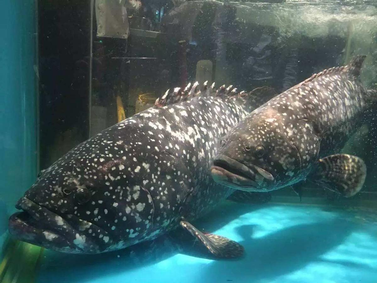 黑鳍鲨多少钱一只(一条鱼卖3万8) - 去钓鱼