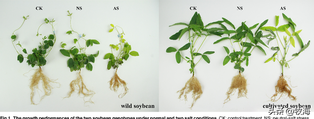 大豆和黄豆一样吗，大豆和黄豆是一个东西吗（泗洪发现的野生大豆）