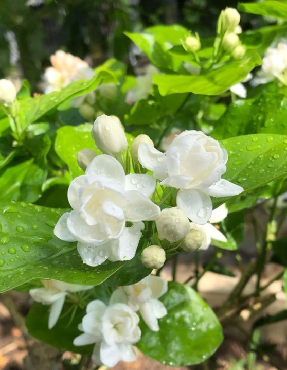 室内什么花香好闻又清香，室内什么花香味最好闻（而且开花香味十足）