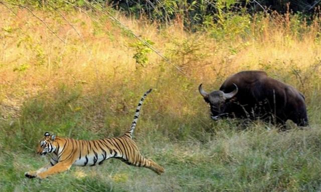 世界上最大的野牛有多重，云南发现8头野牛