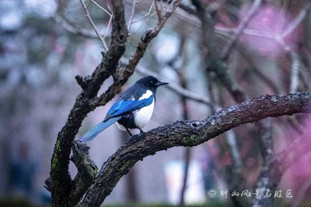 文化遗产：南京梅花山的文化，文化遗产的价值（天下第一梅山迎观赏期）