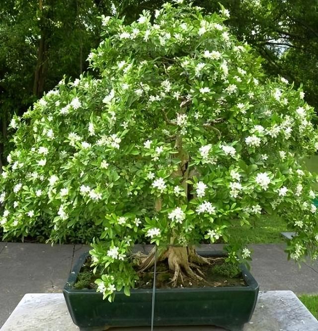 梧桐树的寓意(30天不浇1滴水)