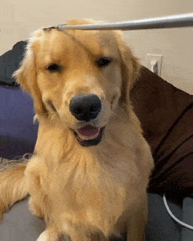 金毛好养吗金毛犬怎么养，金毛狗狗好养吗（原来这就是它“饲养率”飙升的原因）