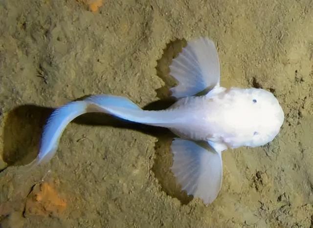 10000米恐怖深海鱼图片，恐怖的深海鱼类（海底一万米到底有多么恐怖）