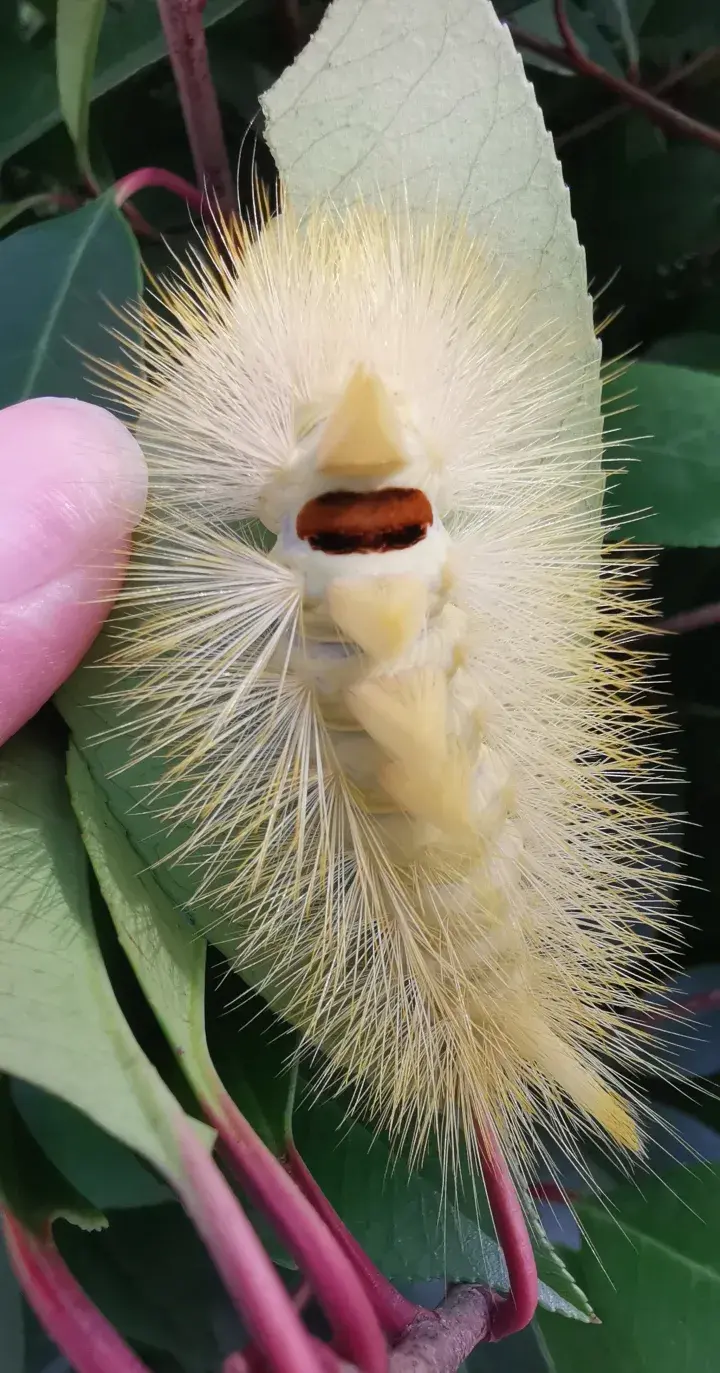 十大***毒的毛毛虫,世界上有哪些剧毒的昆虫 - 玉三网