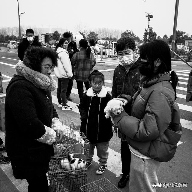 宠物市场在哪里，成都的宠物狗市场在那里呀（漯河宠物市场印象）