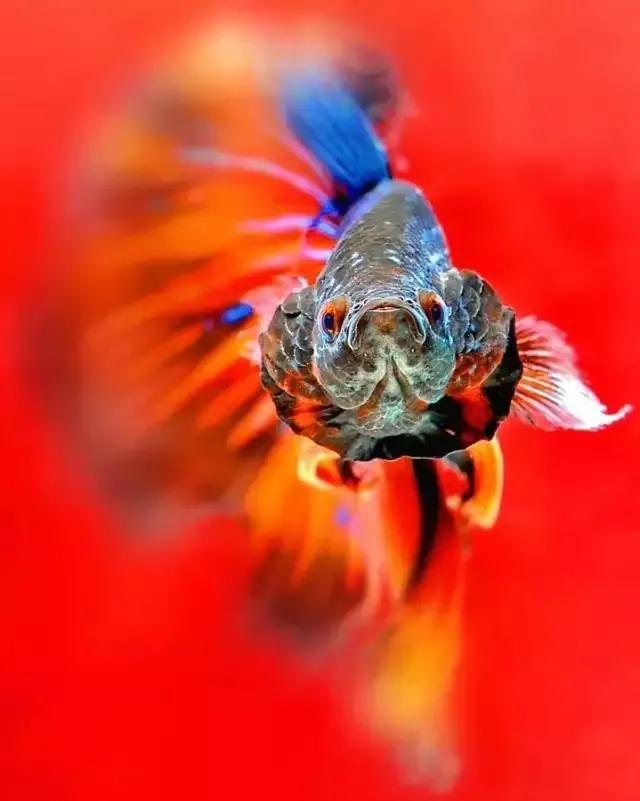 100多种神仙鱼欣赏，鳕鱼图片大全