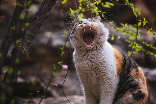 赶走野猫的绝招，野猫怎么赶走（如何解决流浪猫夜间叫声扰民）