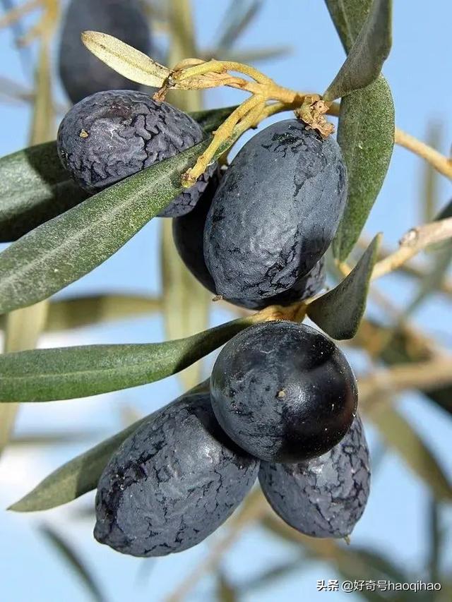 油橄榄和橄榄的区别，油橄榄和橄榄的区别是什么（橄榄油真和橄榄没啥关系）