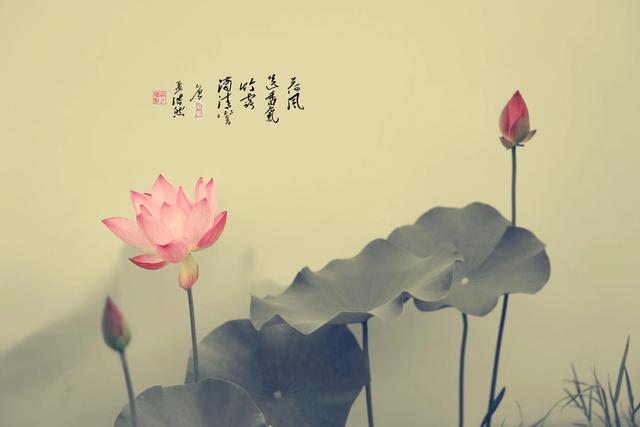 心静的句子，心静的句子 经典语录（20个唯美静心禅语文案）