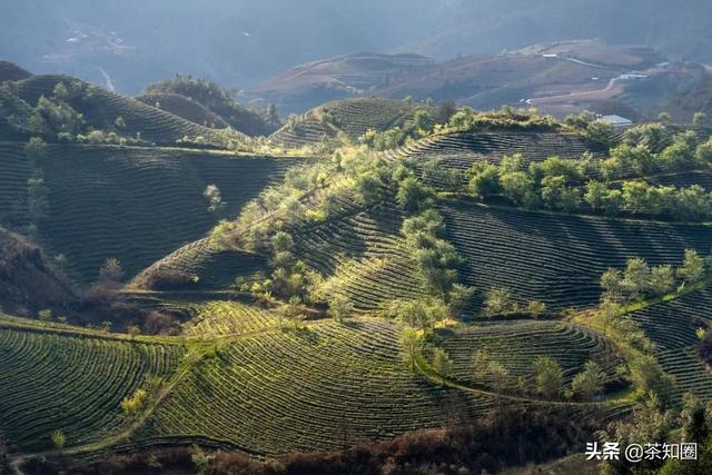 茶叶商标取名大全集，好听茶叶商标名参考（茶店还应该关注哪类商标）