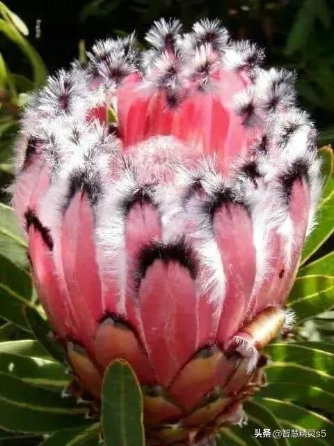 铁树开花的方法，铁树开花的方法有哪些（铁树开花了，也有芬芳的一天）