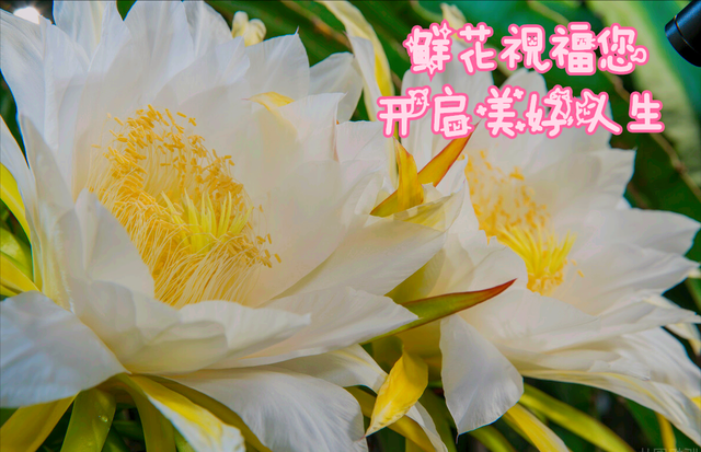 鲜花朋友圈配什么文字，朋友圈晒鲜花配什么文字（愿您寒冬温暖纯良不舍爱）