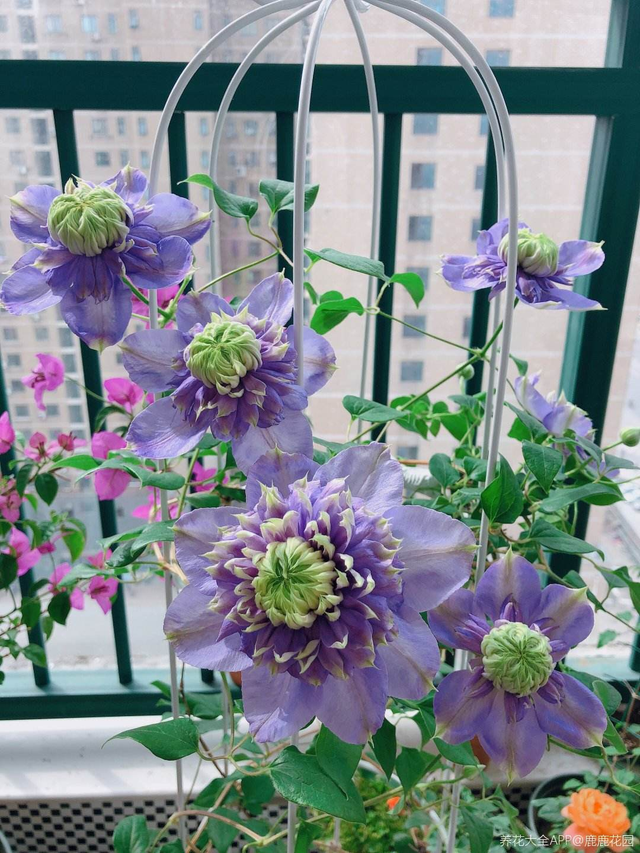 铁线莲如何养，铁线莲的花开的很漂亮（春天是铁线莲的主场）