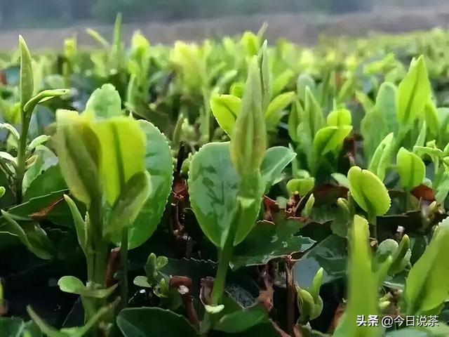崂山绿茶的功效，崂山绿茶的功效与作用及食用方法（崂山绿茶——中国最北方的绿茶）
