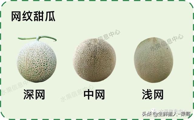 绿色的哈密瓜叫什么，绿色的哈密瓜叫什么名字（哈密瓜、蜜瓜、网纹瓜、香瓜、羊角蜜傻傻分不清）