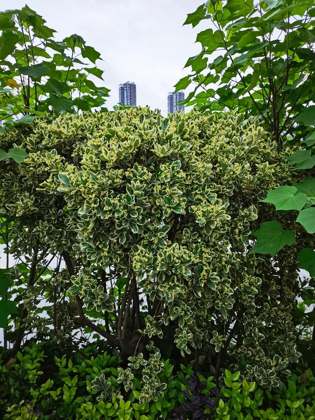 别墅庭院围墙遮挡植物有哪些，别墅围墙绿植（看上去“清清爽爽”）