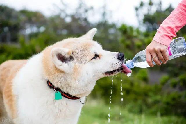 狗狗喝水过量导致呕吐怎么办（有效的狗狗饮水指南帮你预防喝水过多问题）