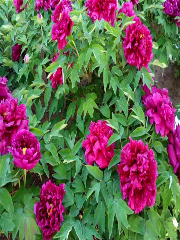 牡丹苗怎么种，牡丹苗怎么种植?牡丹种植方法和时间（牡丹小苗怎么养）