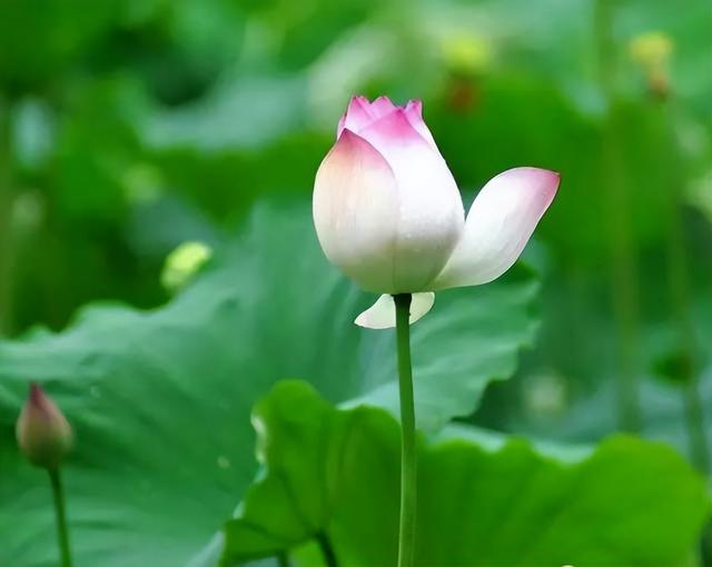 梅花象征什么，梅花象征什么青松象征什么雪花象征什么（中国十大名花排行榜）