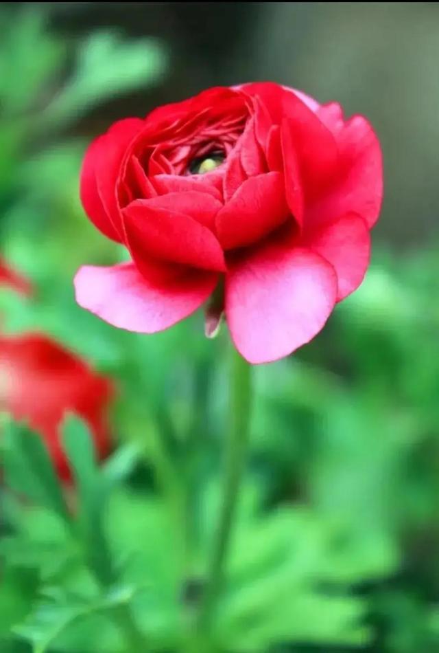 繁花似锦下一句是什么，一路繁花似锦下一句是什么（美醉你的心田）