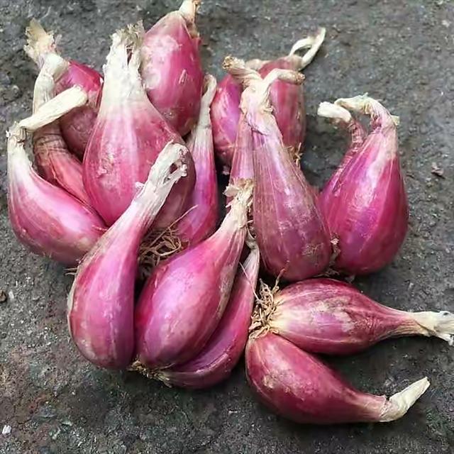 种植小葱技巧，用3个简单的小方法