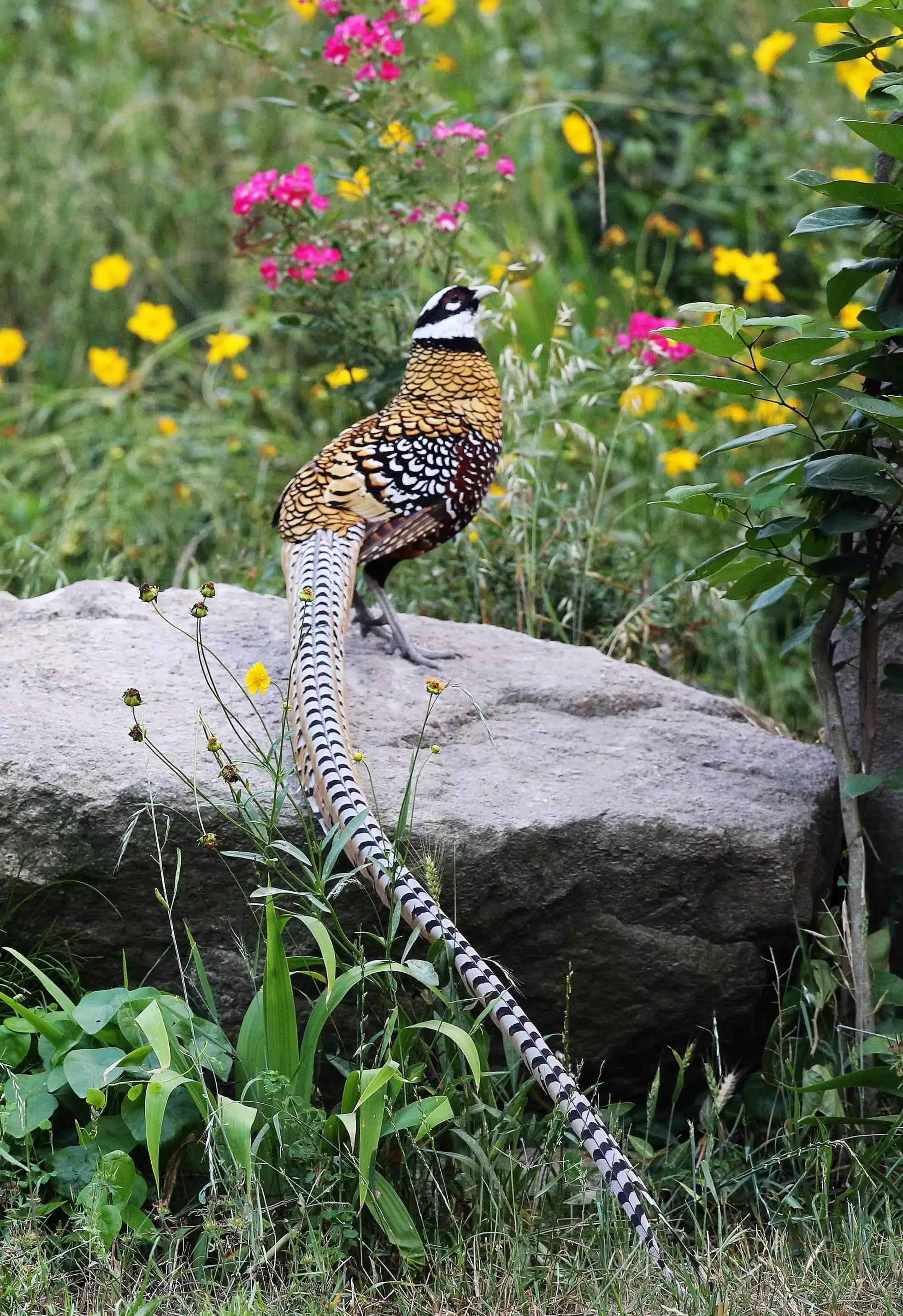 尾羽最长的鸟—长尾雉