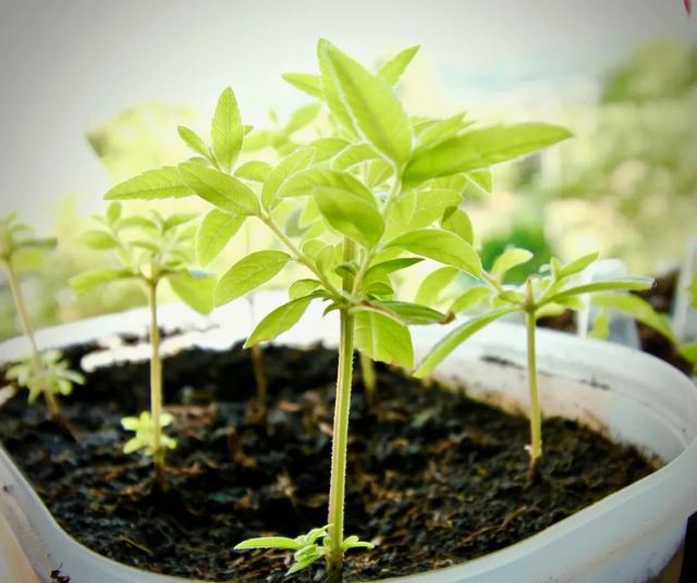 花卉种子的常见人工催芽方法，园林植物种子催芽的方法（秋季常见盆栽植物快速扦插繁殖指南）