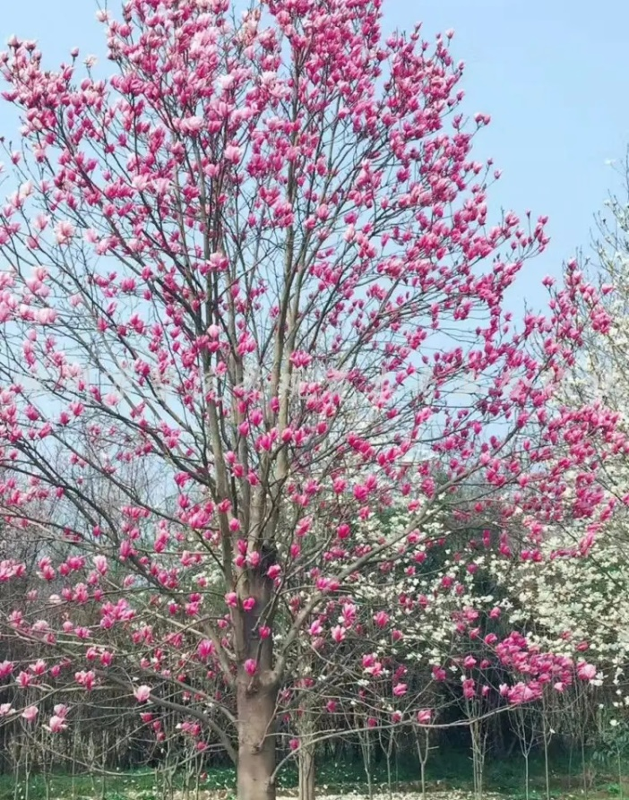 1,白玉兰和紫玉兰的区别(白玉兰紫玉兰二乔玉兰的区别) - 彝家农业网