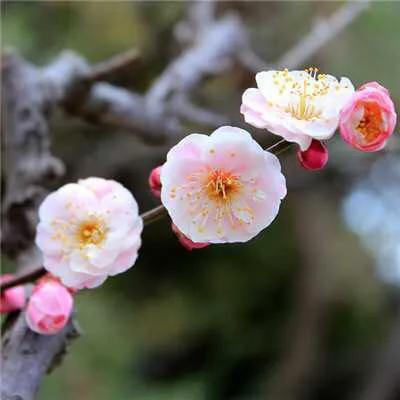 幸运花图片大全，属羊的幸运植物及图片（分享图片一吉祥好运漂亮花朵）