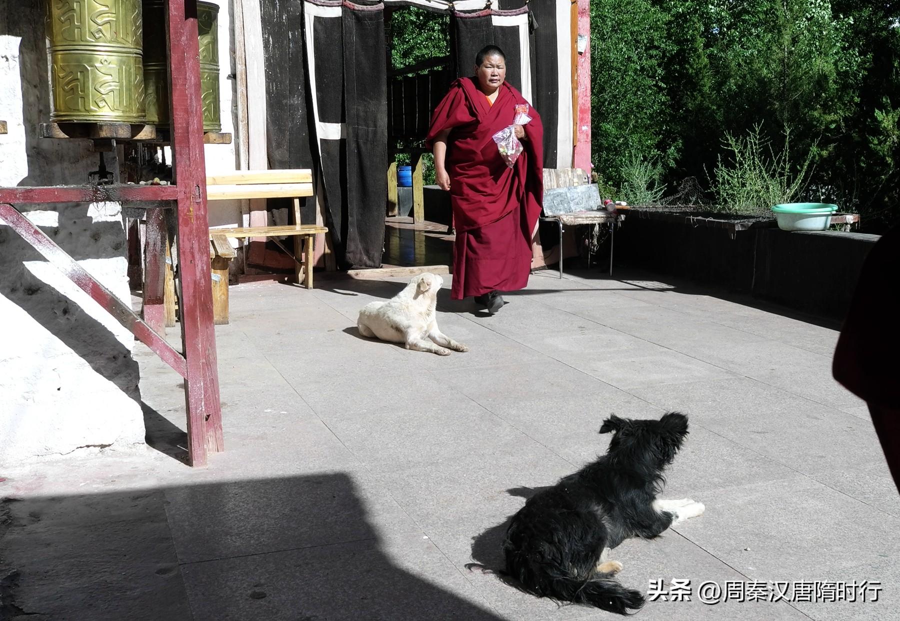 拉萨犬值多少钱 拉萨犬什么价格和图片