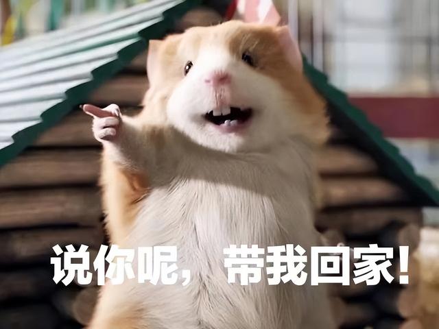 荷兰猪可以吃吗，荷兰猪什么草都可以吃吗（别被荷兰猪的名字误导了）