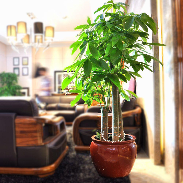 最适合客厅的十大植物，吉利又能吸“废气”