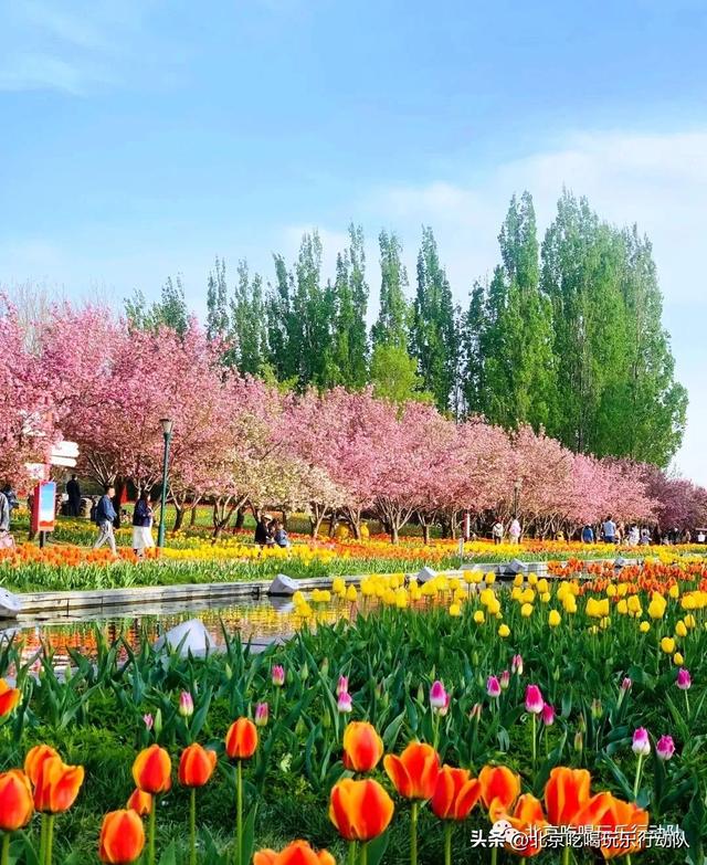 北京郁金香花海旅游攻略，北京最美郁金香和樱花大道