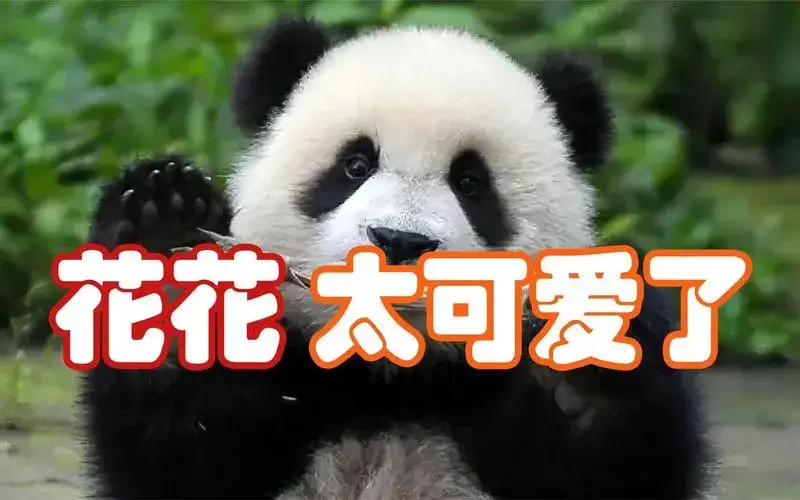 你觉得熊猫颜值最高的是谁？